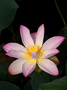 %_tempFileName07-20080809-0010%