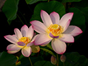 %_tempFileName08-20120729-0161%