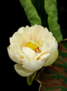 %_tempFileName04-20050709-0032%