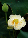 %_tempFileName05-20050724-0070%