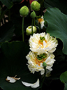 %_tempFileName06-20090628-0040%