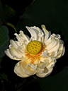 %_tempFileName07-20100727-0039%
