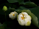 %_tempFileName09-20110703-0039%