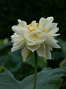 %_tempFileName02-20030713-0137%