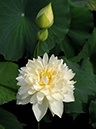 %_tempFileName07-20080809-0065%