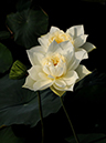%_tempFileName09-20110814-0126%