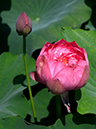 %_tempFileName03-20140702-0118%