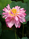 %_tempFileName07-20080809-0094%