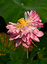 %_tempFileName10-20190802-0055%