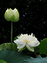 %_tempFileName03-20090718-0178%