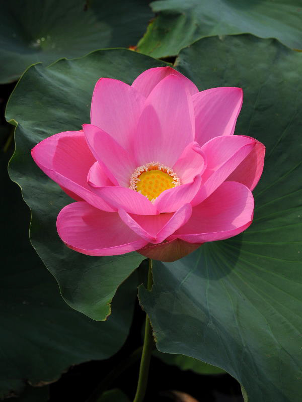 %_tempFileName06-20100731-0204%