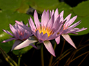 %_tempFileName06-20031116-0153%