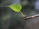 %_tempFileName01-20080308-0173%
