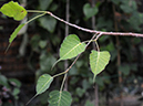 %_tempFileName05-20080308-0179%