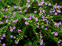 %_tempFileName04-20091129-0195%