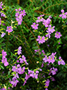%_tempFileName05-20091129-0196%