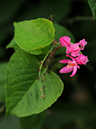 %_tempFileName09-20091226-0052%