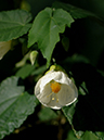 %_tempFileName08-20070203-0307%