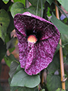 %_tempFileName03-20080127-0283%