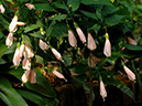 %_tempFileName03-20051127-0210%