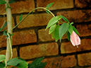 %_tempFileName05-20060218-0537%