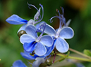 %_tempFileName06-20060618-0195%