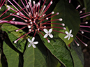 %_tempFileName03-20080119-0195%