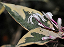 %_tempFileName06-20080209-0229%