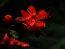 %_tempFileName02-20091122-0271%