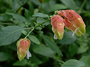 %_tempFileName01-20070225-0450%