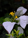 %_tempFileName01-20080308-0209%