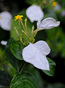 %_tempFileName05-20080330-0193%