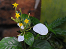 %_tempFileName06-20080506-0199%