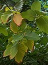 %_tempFileName13-20050205-0376%