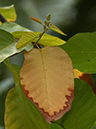 %_tempFileName14-20050205-0377%