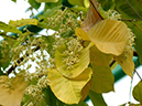 %_tempFileName71-20050312-0523%