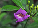 %_tempFileName03-20080119-0172%