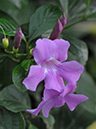 %_tempFileName04-20080119-0173%