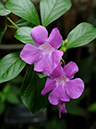 %_tempFileName07-20081124-0237%