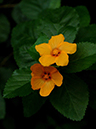 %_tempFileName06-20061029-0547%