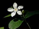 %_tempFileName06-20051009-0230%