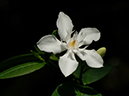 %_tempFileName07-20051009-0233%