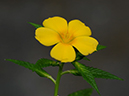 %_tempFileName05-20101211-0199%