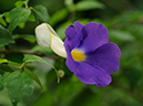%_tempFileName06-20090503-0278%