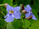 %_tempFileName07-20070225-0456%