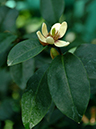 %_tempFileName05-20060225-0351%