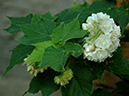 %_tempFileName06-20060218-0372%
