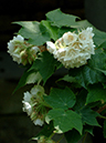 %_tempFileName07-20060304-0333%