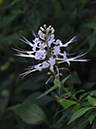 %_tempFileName04-20080119-0224%