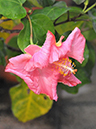 %_tempFileName07-20080209-0218%